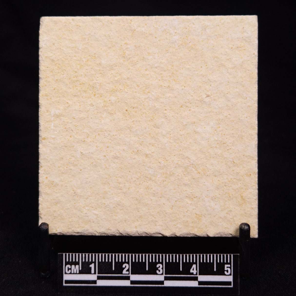 FLOATING CRINOID FOSSIL SACCOCOMA PECTINATA, Jurassic, Germany XFC020