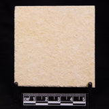 FLOATING CRINOID FOSSIL SACCOCOMA PECTINATA, Jurassic, Germany XFC020