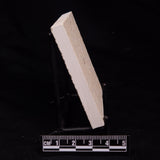 FLOATING CRINOID FOSSIL SACCOCOMA PECTINATA, Jurassic, Germany XFC020