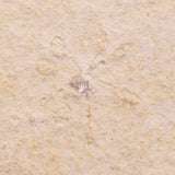 FLOATING CRINOID FOSSIL SACCOCOMA PECTINATA, Jurassic, Germany XFC021