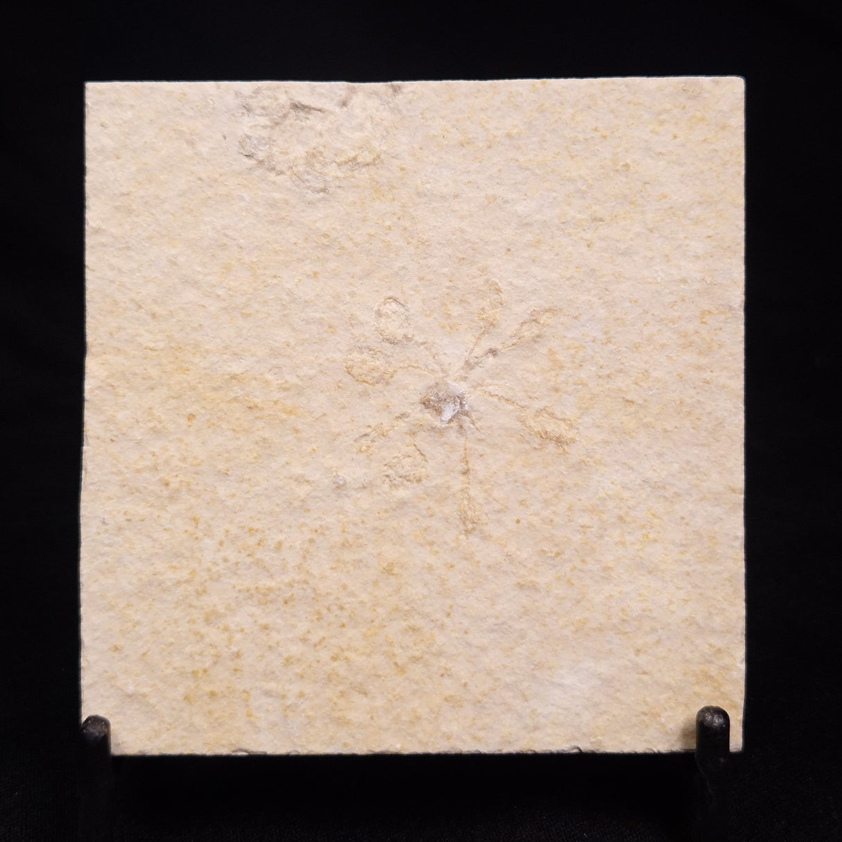 FLOATING CRINOID FOSSIL SACCOCOMA PECTINATA, Jurassic, Germany XFC021