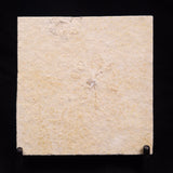 FLOATING CRINOID FOSSIL SACCOCOMA PECTINATA, Jurassic, Germany XFC021