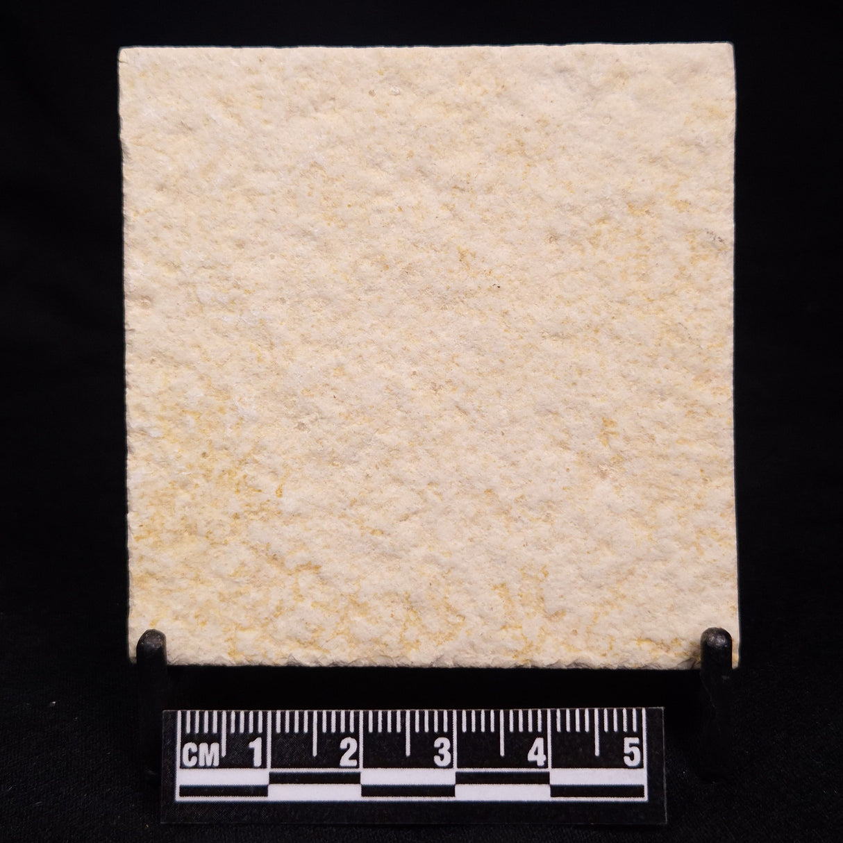 FLOATING CRINOID FOSSIL SACCOCOMA PECTINATA, Jurassic, Germany XFC021