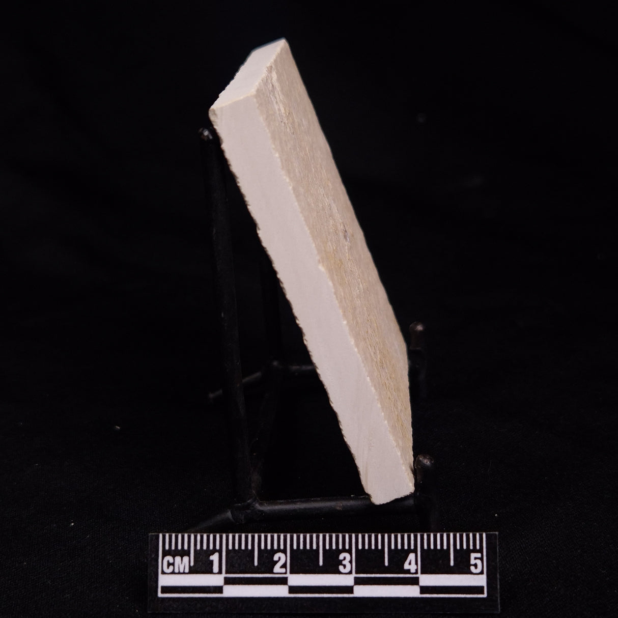 FLOATING CRINOID FOSSIL SACCOCOMA PECTINATA, Jurassic, Germany XFC021