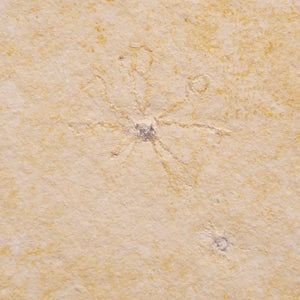 View All Marine Fossils