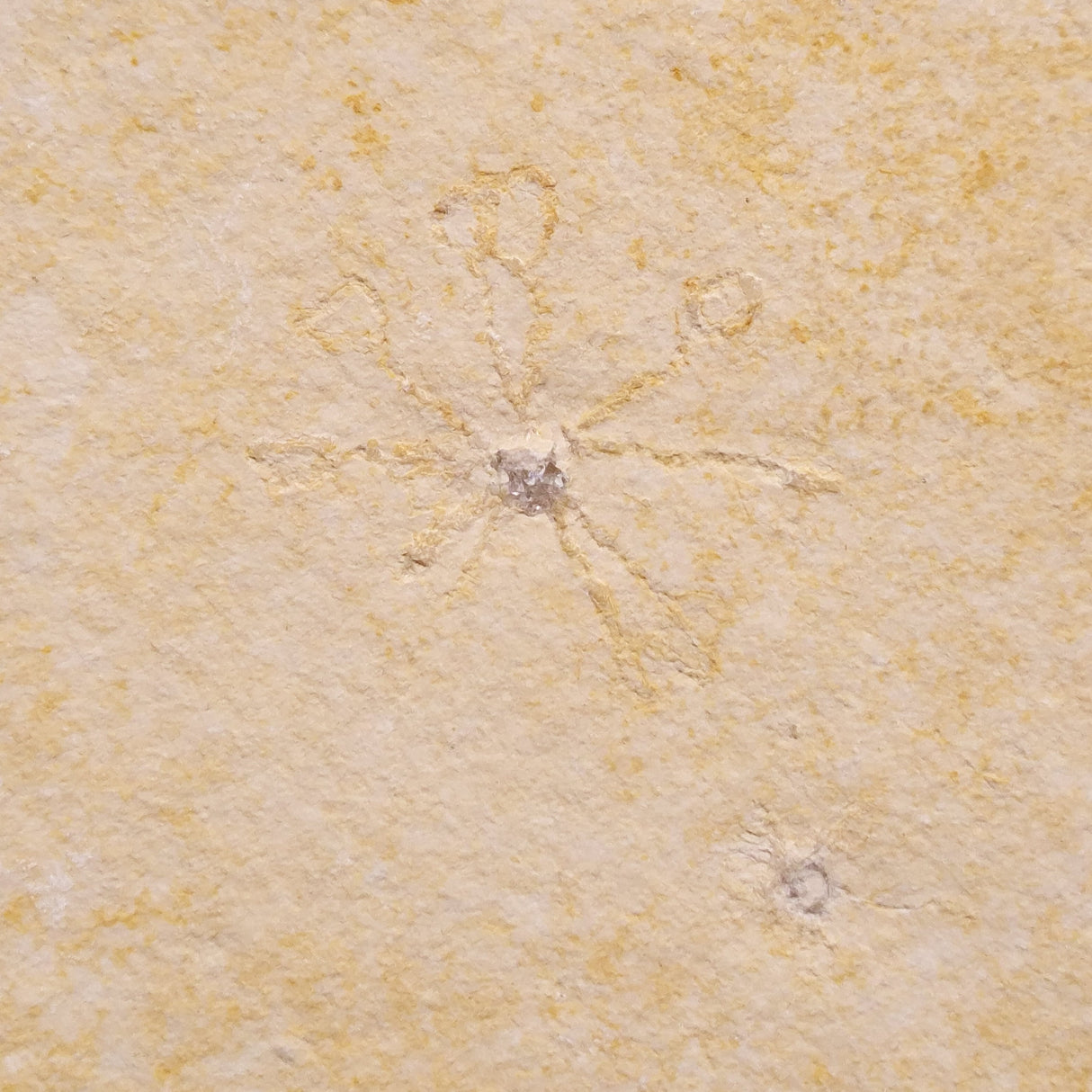 FLOATING CRINOID FOSSIL SACCOCOMA PECTINATA, Jurassic, Germany XFC022