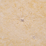 FLOATING CRINOID FOSSIL SACCOCOMA PECTINATA, Jurassic, Germany XFC022