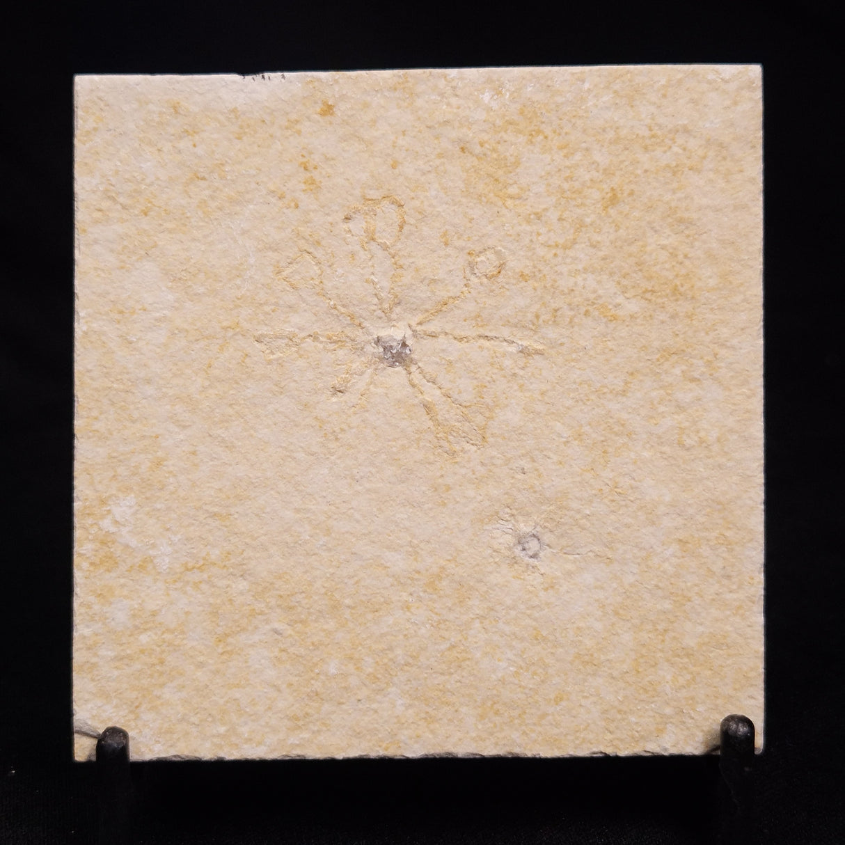 FLOATING CRINOID FOSSIL SACCOCOMA PECTINATA, Jurassic, Germany XFC022