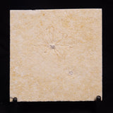 FLOATING CRINOID FOSSIL SACCOCOMA PECTINATA, Jurassic, Germany XFC022