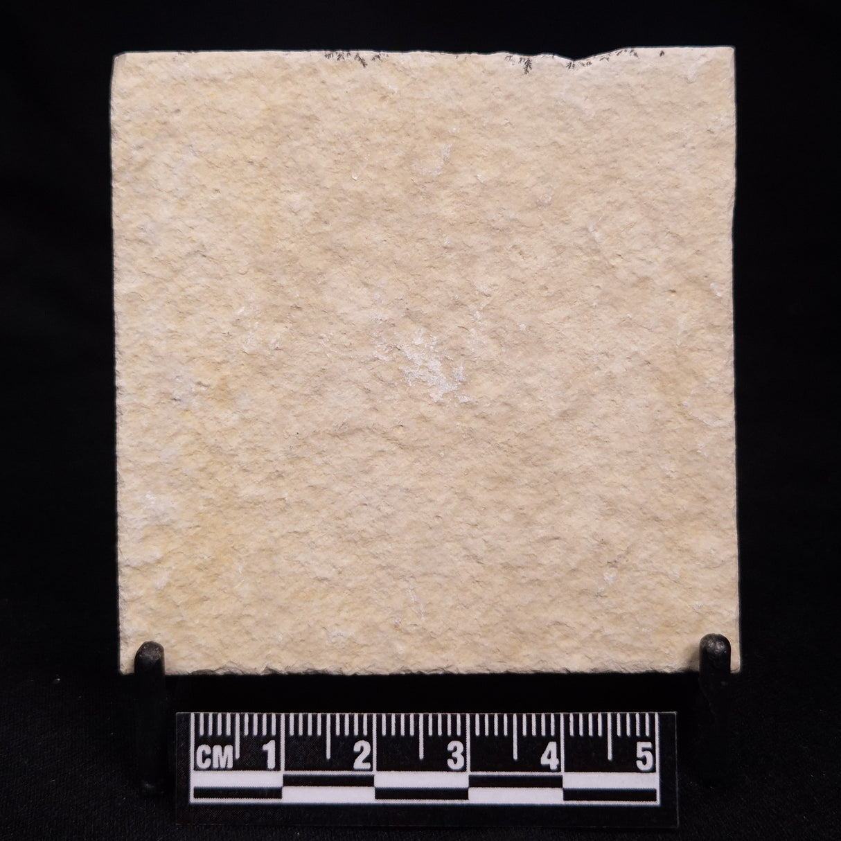 FLOATING CRINOID FOSSIL SACCOCOMA PECTINATA, Jurassic, Germany XFC022