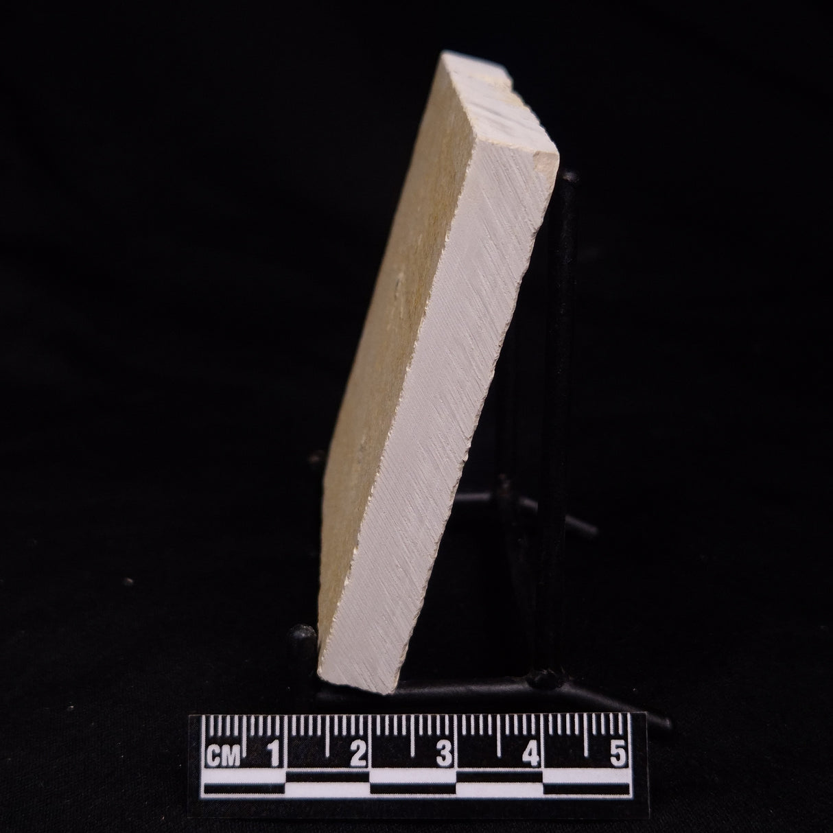 FLOATING CRINOID FOSSIL SACCOCOMA PECTINATA, Jurassic, Germany XFC022