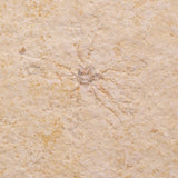 FLOATING CRINOID FOSSIL SACCOCOMA PECTINATA, Jurassic, Germany XFC023