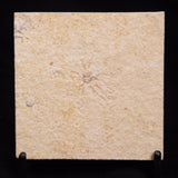 FLOATING CRINOID FOSSIL SACCOCOMA PECTINATA, Jurassic, Germany XFC023