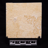 FLOATING CRINOID FOSSIL SACCOCOMA PECTINATA, Jurassic, Germany XFC023