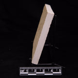 FLOATING CRINOID FOSSIL SACCOCOMA PECTINATA, Jurassic, Germany XFC023