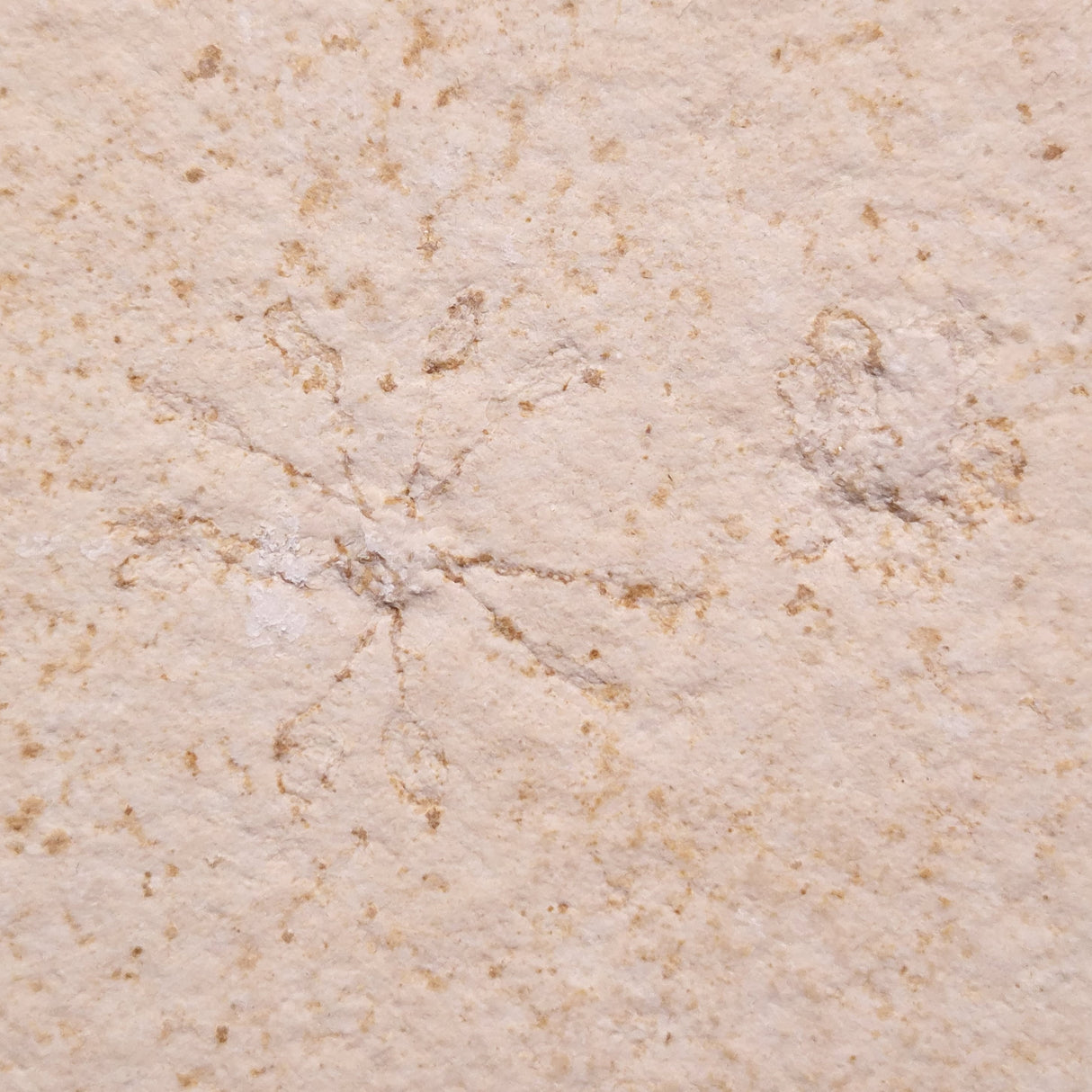 FLOATING CRINOID FOSSIL SACCOCOMA PECTINATA, Jurassic, Germany XFC024