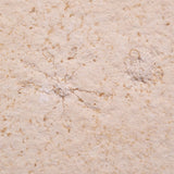 FLOATING CRINOID FOSSIL SACCOCOMA PECTINATA, Jurassic, Germany XFC024