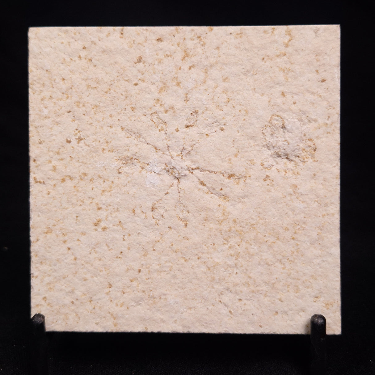 FLOATING CRINOID FOSSIL SACCOCOMA PECTINATA, Jurassic, Germany XFC024