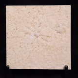 FLOATING CRINOID FOSSIL SACCOCOMA PECTINATA, Jurassic, Germany XFC024