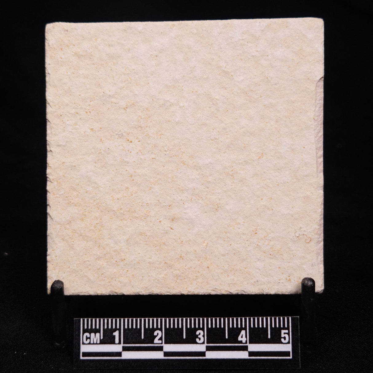 FLOATING CRINOID FOSSIL SACCOCOMA PECTINATA, Jurassic, Germany XFC024