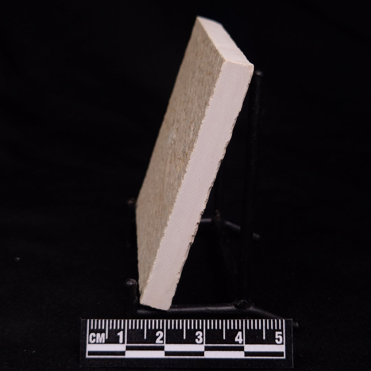 FLOATING CRINOID FOSSIL SACCOCOMA PECTINATA, Jurassic, Germany XFC024