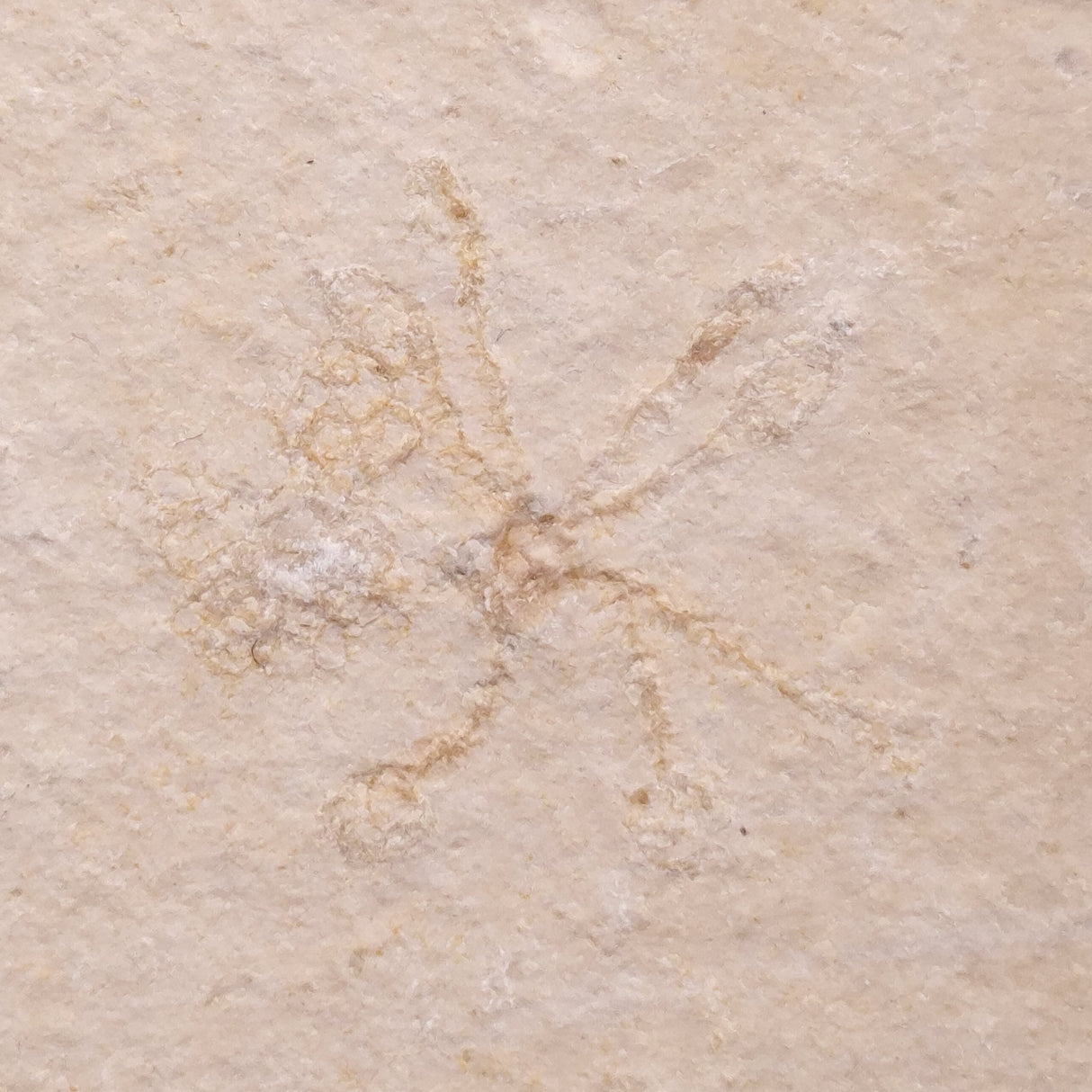 FLOATING CRINOID FOSSIL SACCOCOMA PECTINATA, Jurassic, Germany XFC025