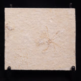 FLOATING CRINOID FOSSIL SACCOCOMA PECTINATA, Jurassic, Germany XFC025