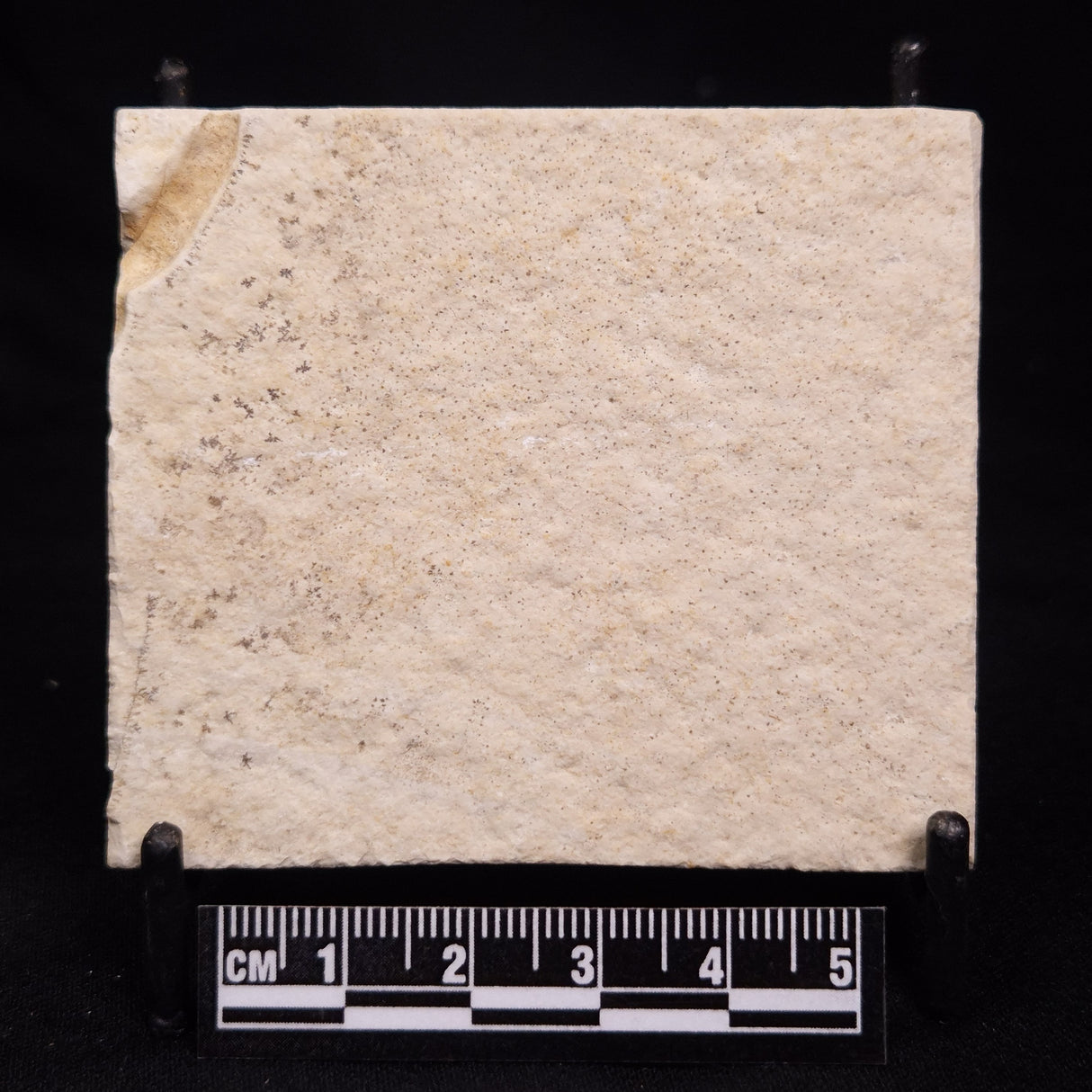 FLOATING CRINOID FOSSIL SACCOCOMA PECTINATA, Jurassic, Germany XFC025