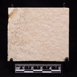 FLOATING CRINOID FOSSIL SACCOCOMA PECTINATA, Jurassic, Germany XFC025