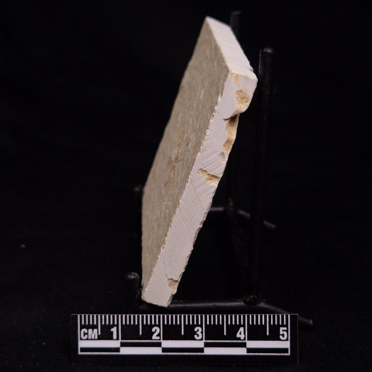 FLOATING CRINOID FOSSIL SACCOCOMA PECTINATA, Jurassic, Germany XFC025