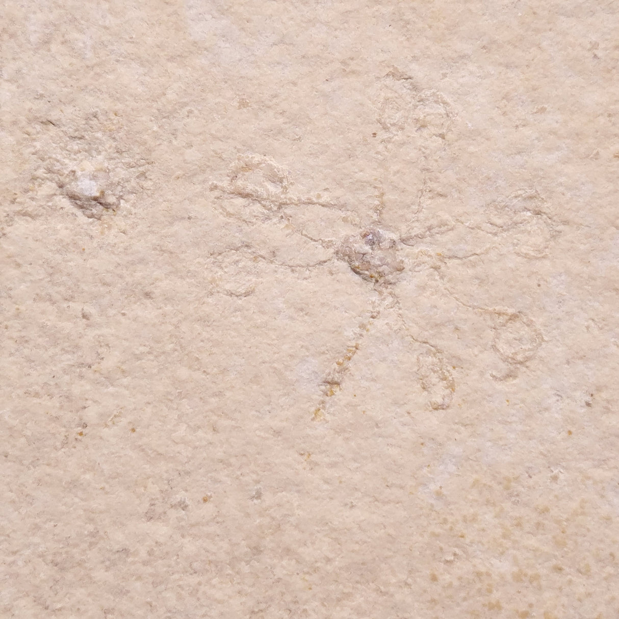 FLOATING CRINOID FOSSIL SACCOCOMA PECTINATA, Jurassic, Germany XFC029