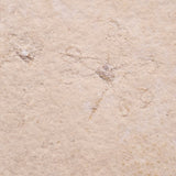 FLOATING CRINOID FOSSIL SACCOCOMA PECTINATA, Jurassic, Germany XFC029