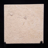 FLOATING CRINOID FOSSIL SACCOCOMA PECTINATA, Jurassic, Germany XFC029