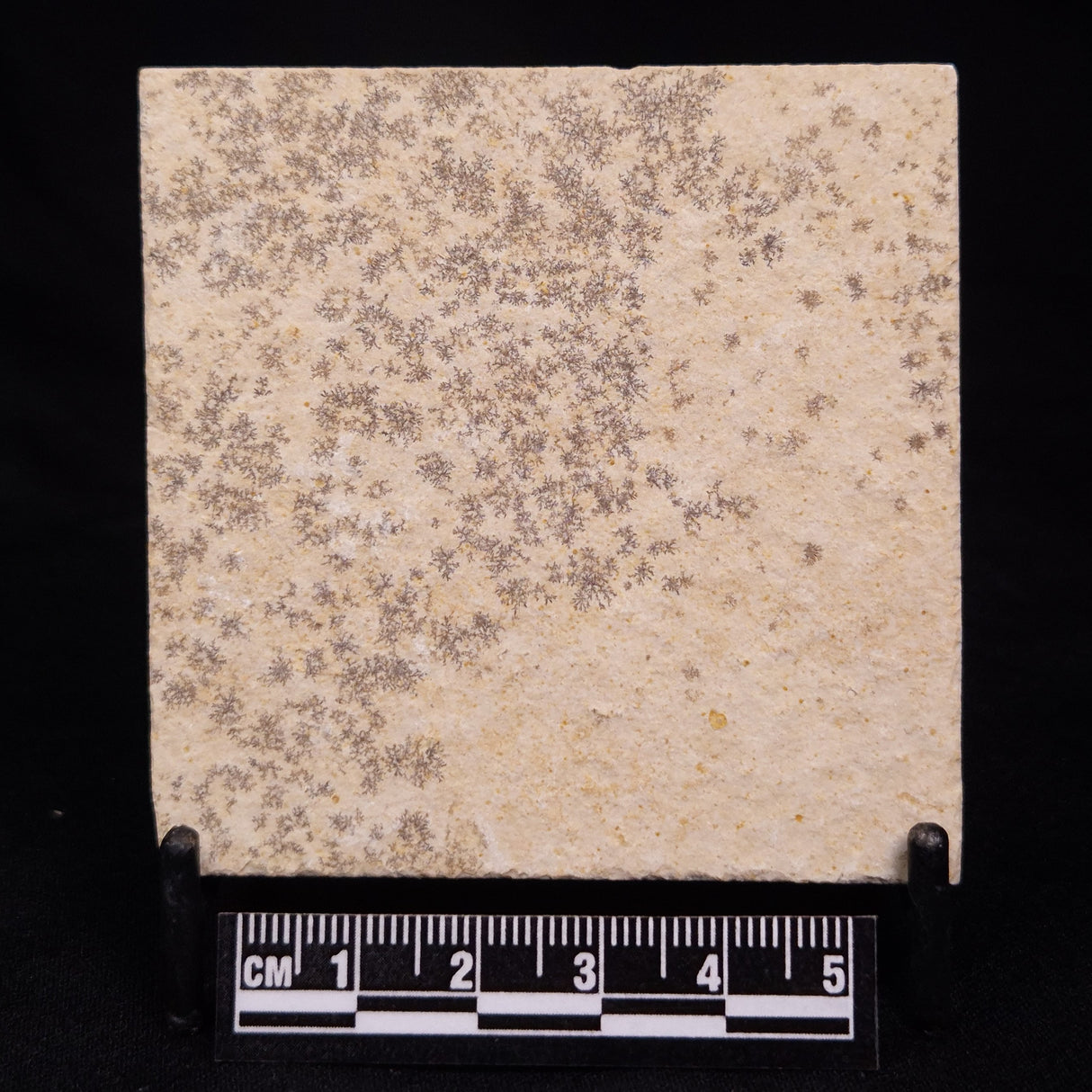 FLOATING CRINOID FOSSIL SACCOCOMA PECTINATA, Jurassic, Germany XFC029