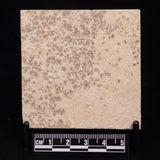 FLOATING CRINOID FOSSIL SACCOCOMA PECTINATA, Jurassic, Germany XFC029