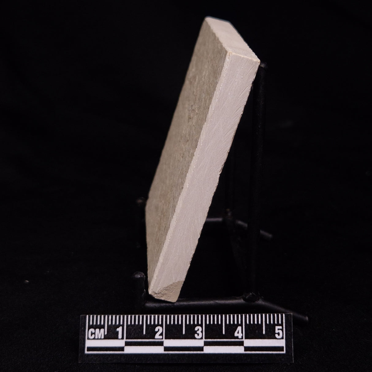 FLOATING CRINOID FOSSIL SACCOCOMA PECTINATA, Jurassic, Germany XFC029