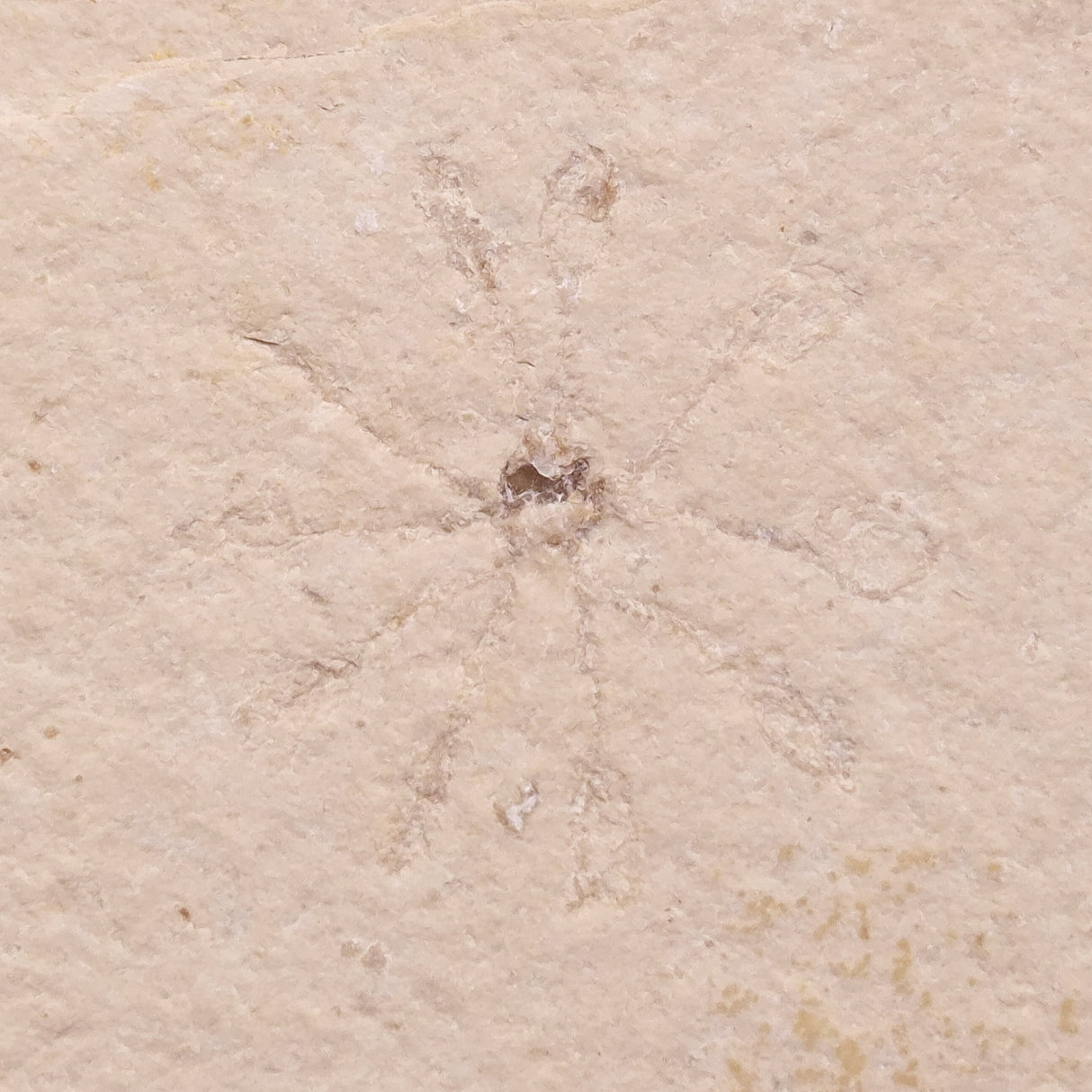 FLOATING CRINOID FOSSIL SACCOCOMA PECTINATA, Jurassic, Germany XFC030