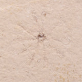 FLOATING CRINOID FOSSIL SACCOCOMA PECTINATA, Jurassic, Germany XFC030