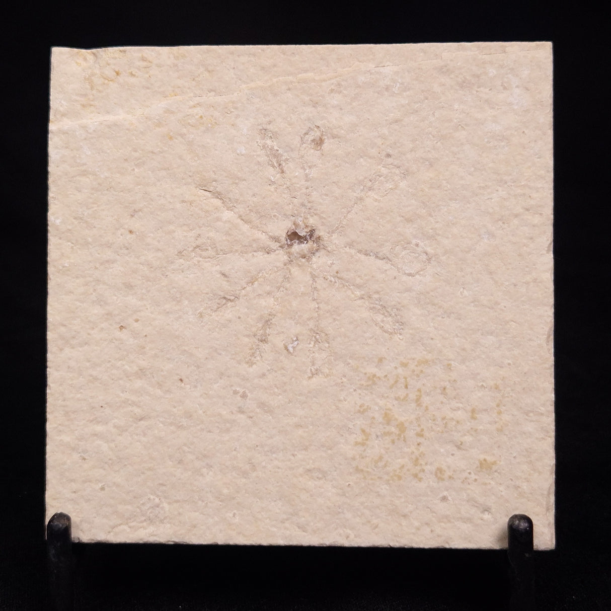 FLOATING CRINOID FOSSIL SACCOCOMA PECTINATA, Jurassic, Germany XFC030