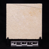 FLOATING CRINOID FOSSIL SACCOCOMA PECTINATA, Jurassic, Germany XFC030