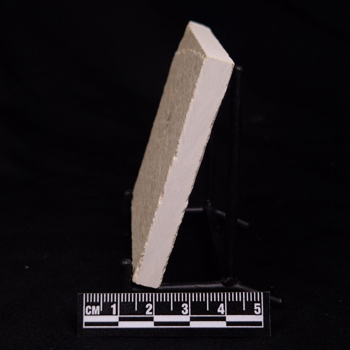 FLOATING CRINOID FOSSIL SACCOCOMA PECTINATA, Jurassic, Germany XFC030