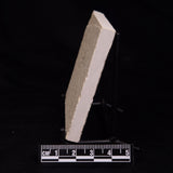 FLOATING CRINOID FOSSIL SACCOCOMA PECTINATA, Jurassic, Germany XFC030