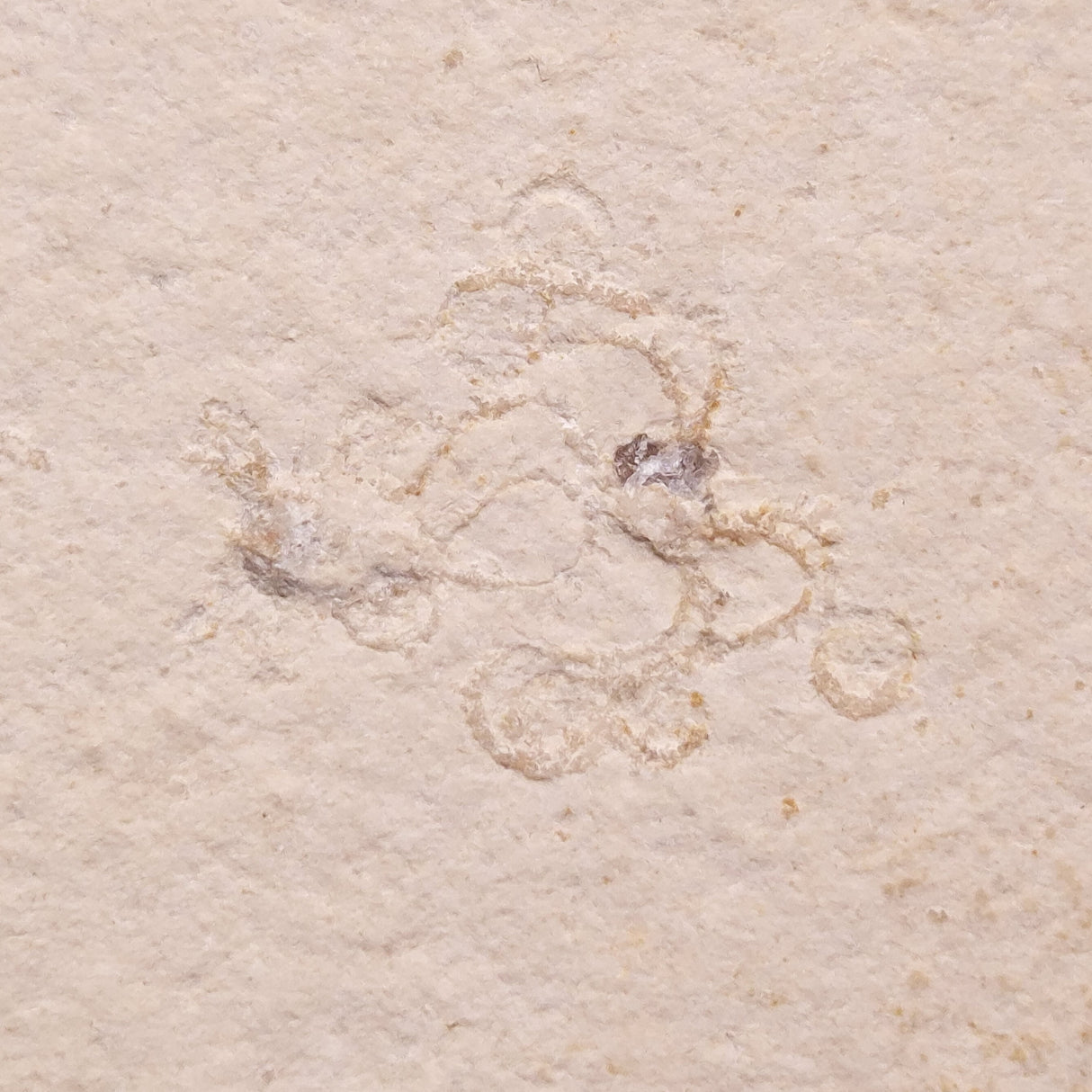 FLOATING CRINOID FOSSIL SACCOCOMA PECTINATA, Jurassic, Germany XFC032