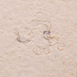 FLOATING CRINOID FOSSIL SACCOCOMA PECTINATA, Jurassic, Germany XFC032