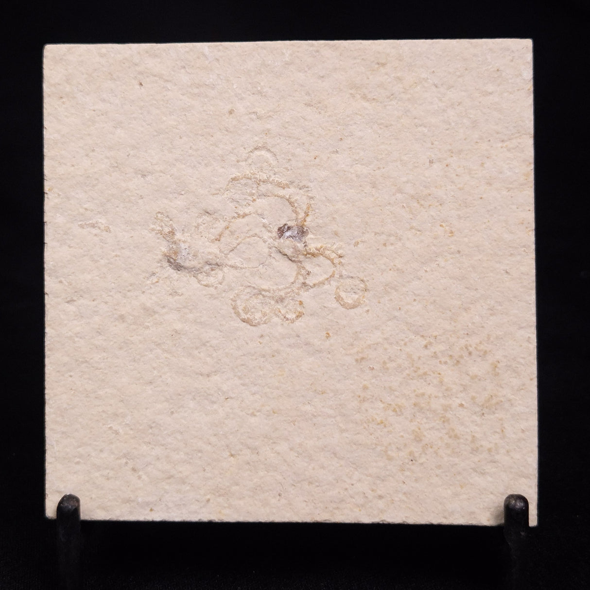 FLOATING CRINOID FOSSIL SACCOCOMA PECTINATA, Jurassic, Germany XFC032