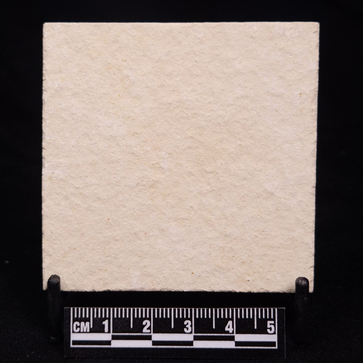 FLOATING CRINOID FOSSIL SACCOCOMA PECTINATA, Jurassic, Germany XFC032