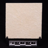 FLOATING CRINOID FOSSIL SACCOCOMA PECTINATA, Jurassic, Germany XFC032