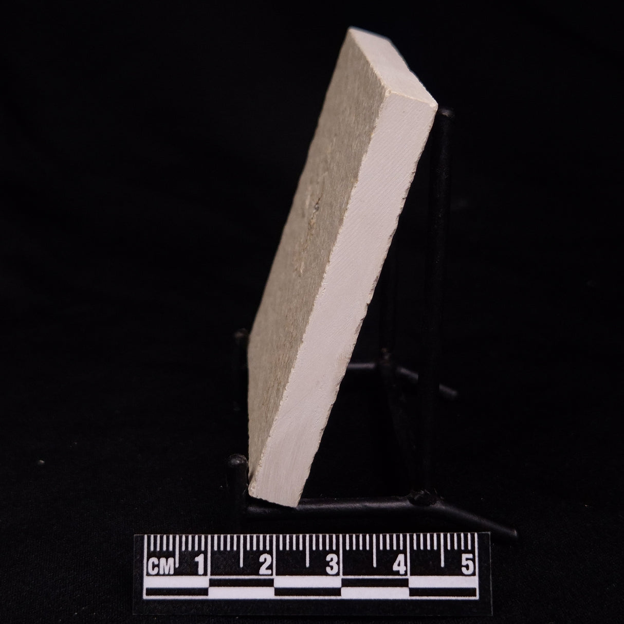 FLOATING CRINOID FOSSIL SACCOCOMA PECTINATA, Jurassic, Germany XFC032