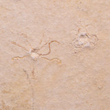 FLOATING CRINOID FOSSIL SACCOCOMA PECTINATA, Jurassic, Germany XFC033