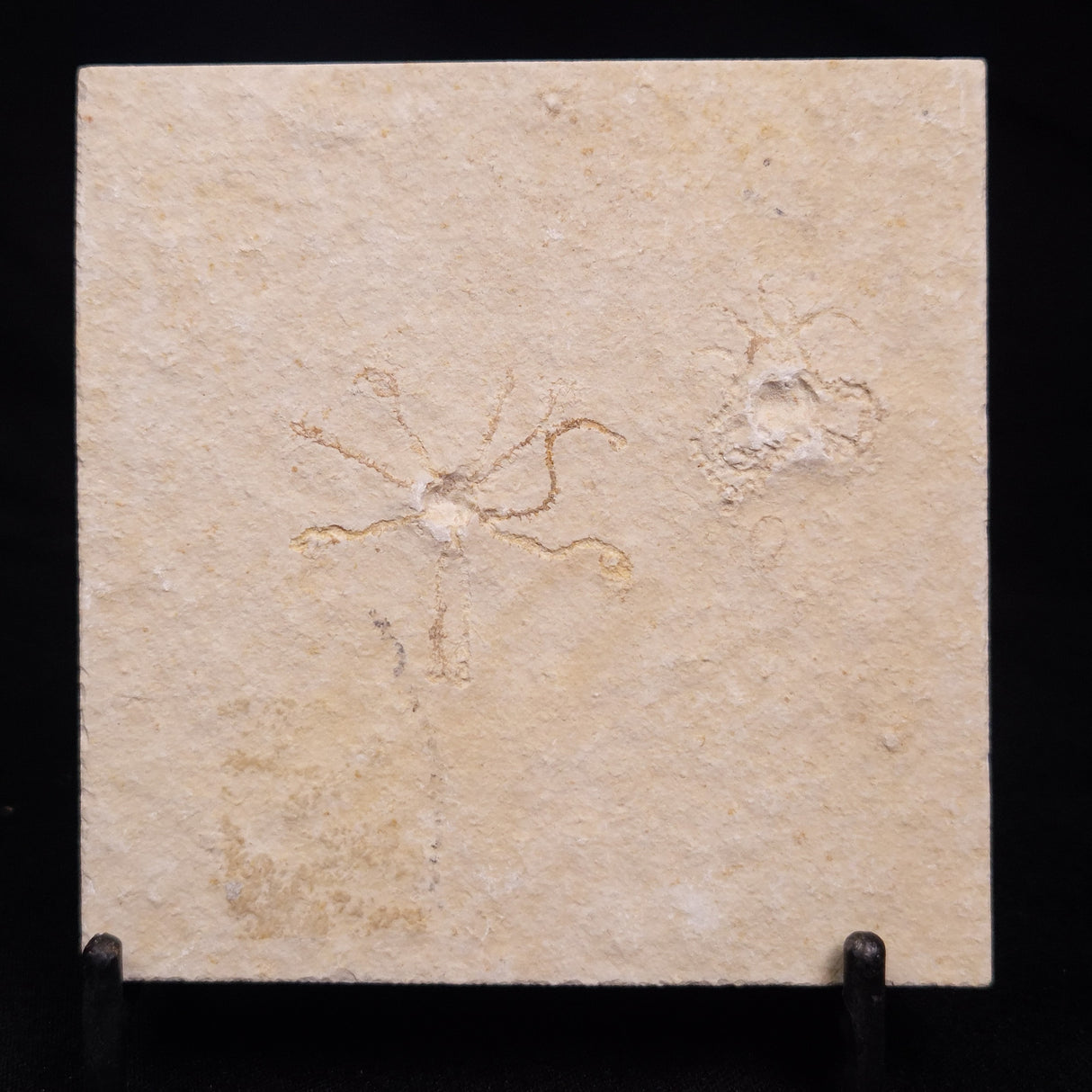 FLOATING CRINOID FOSSIL SACCOCOMA PECTINATA, Jurassic, Germany XFC033